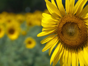 Closeup of sunflower